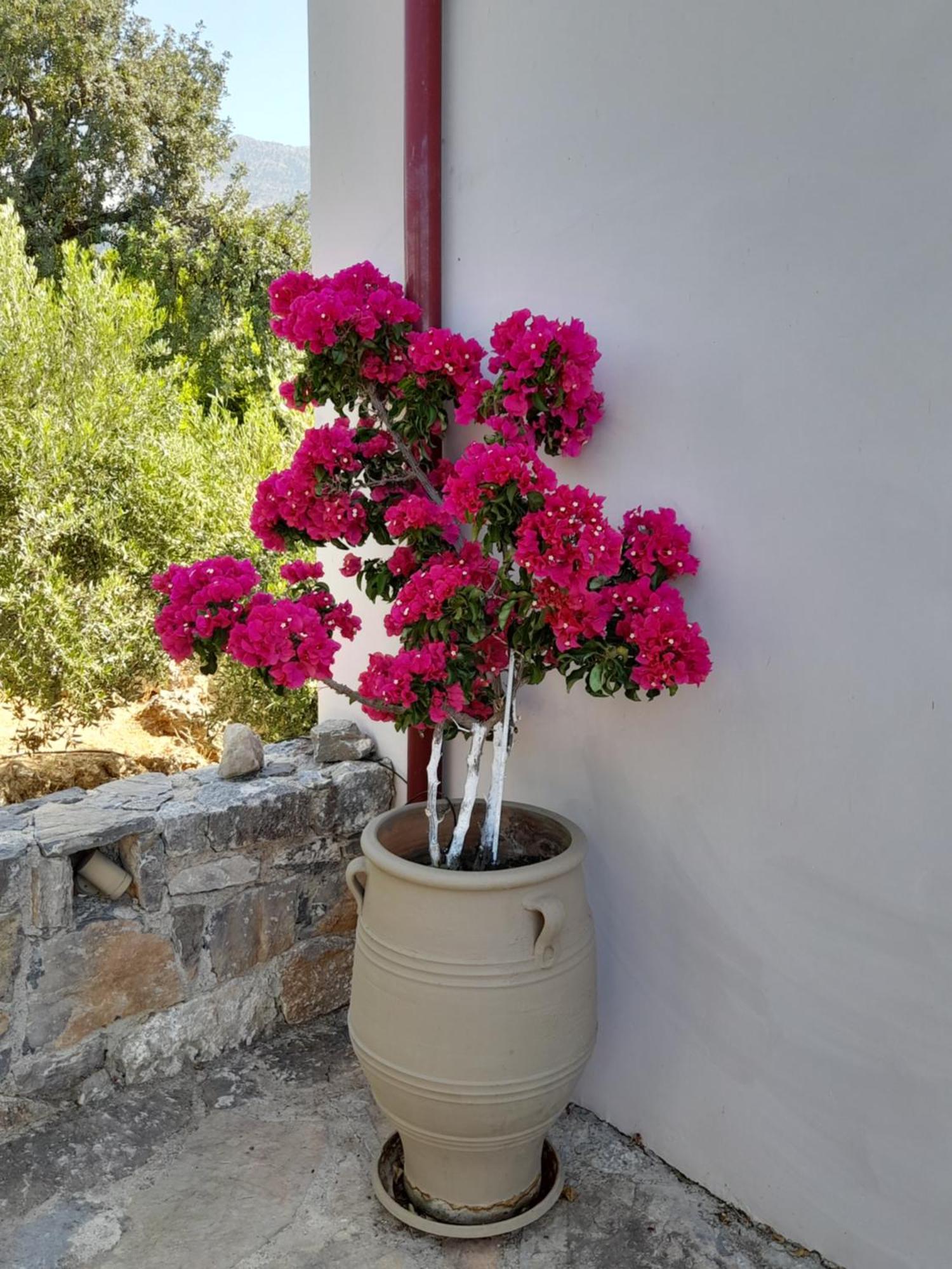 "Villa Kastania" Melidoni, Chania, Crete エクステリア 写真