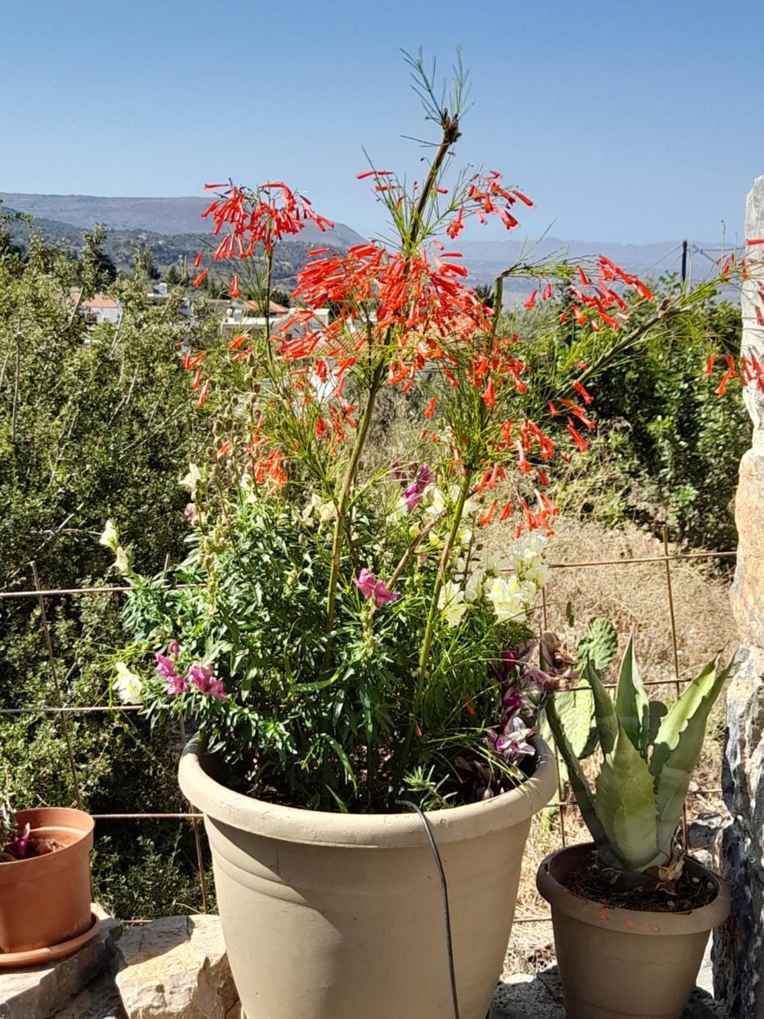 "Villa Kastania" Melidoni, Chania, Crete エクステリア 写真