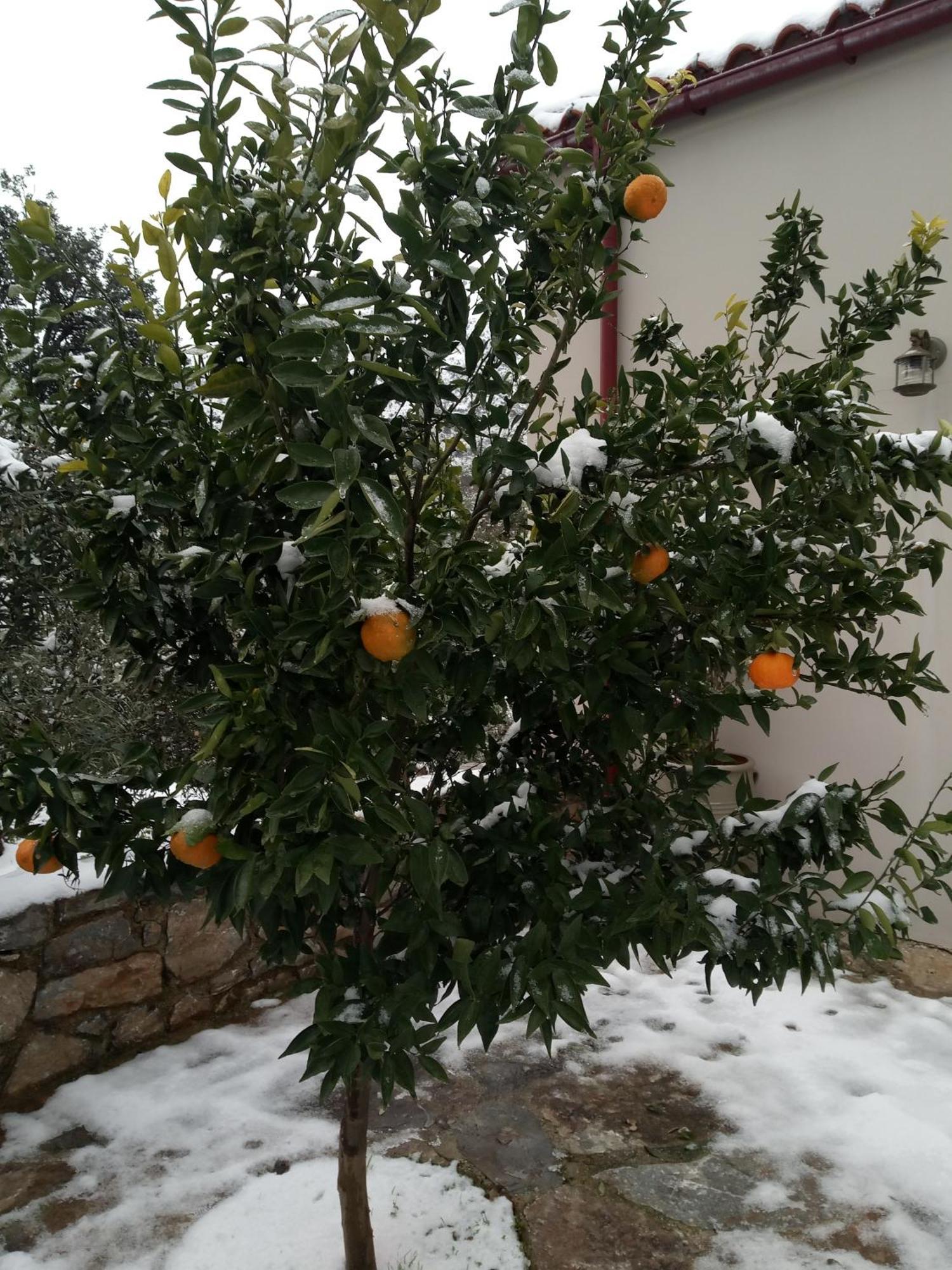 "Villa Kastania" Melidoni, Chania, Crete エクステリア 写真